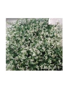 SETO ARTIFICIAL SUNWING...